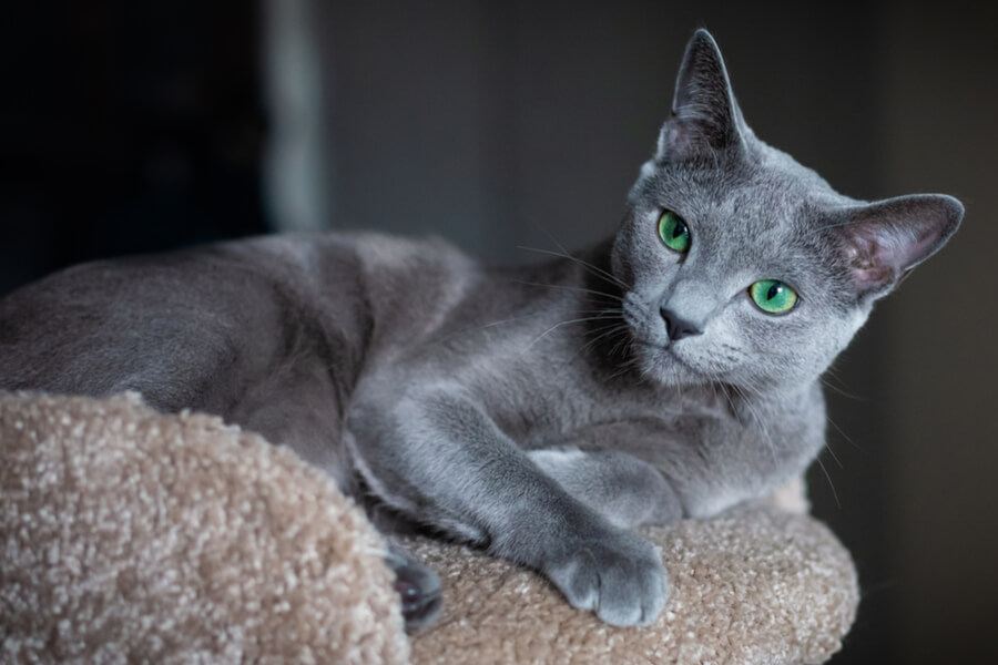 10 Facts About Russian Blue Cat Breed